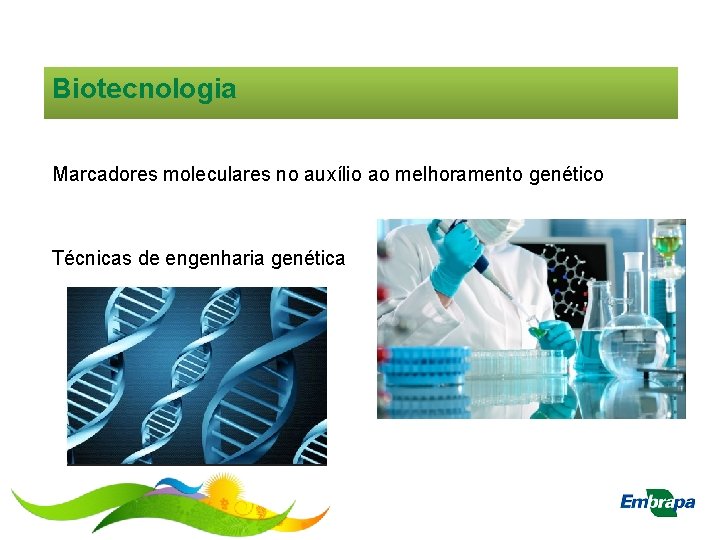 Biotecnologia Marcadores moleculares no auxílio ao melhoramento genético Técnicas de engenharia genética 