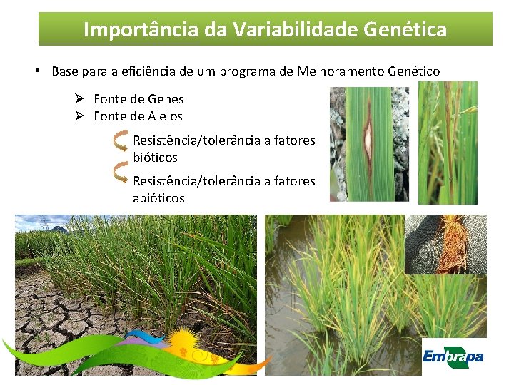 Importância da Variabilidade Genética • Base para a eficiência de um programa de Melhoramento