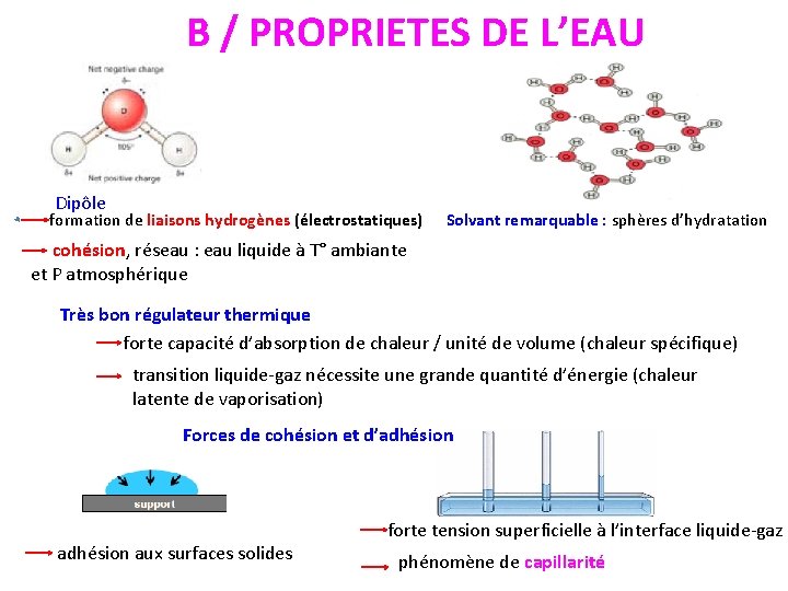 B / PROPRIETES DE L’EAU Dipôle formation de liaisons hydrogènes (électrostatiques) Solvant remarquable :