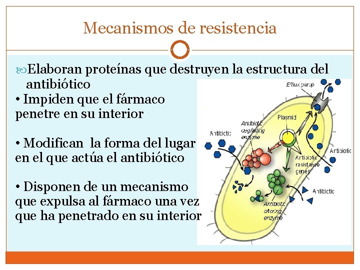 Mecanismos de resistencia Elaboran proteínas que destruyen la estructura del antibiótico • Impiden que