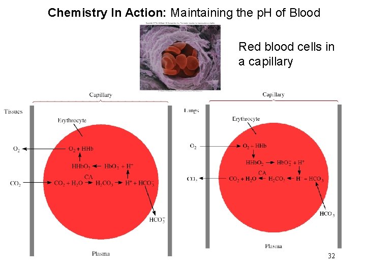 Chemistry In Action: Maintaining the p. H of Blood Red blood cells in a