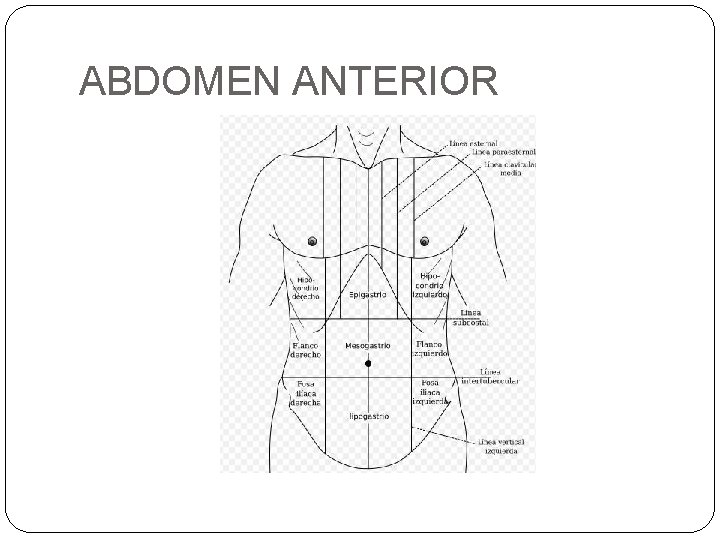 ABDOMEN ANTERIOR 