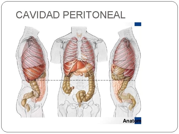 CAVIDAD PERITONEAL 