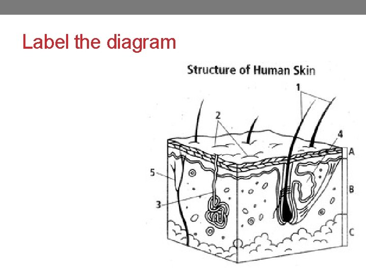 Label the diagram 