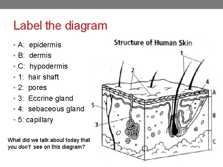 Label the diagram • A: epidermis • B: dermis • C: hypodermis • 1: