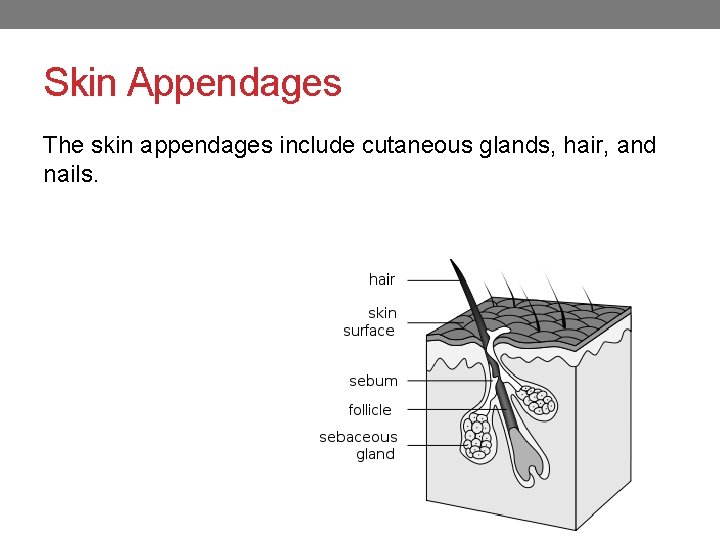 Skin Appendages The skin appendages include cutaneous glands, hair, and nails. 