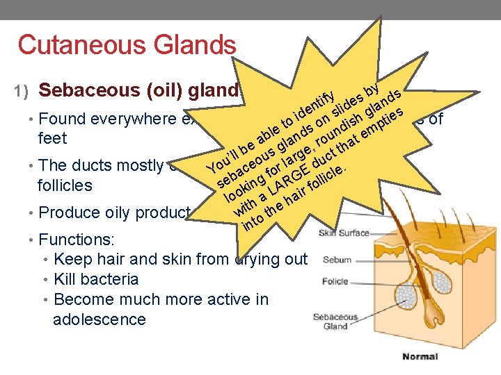 Cutaneous Glands 1) Sebaceous (oil) glands y s b y tif ides land n