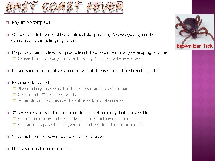 EAST COAST FEVER � � Phylum Apicomplexa Caused by a tick-borne obligate intracellular parasite,