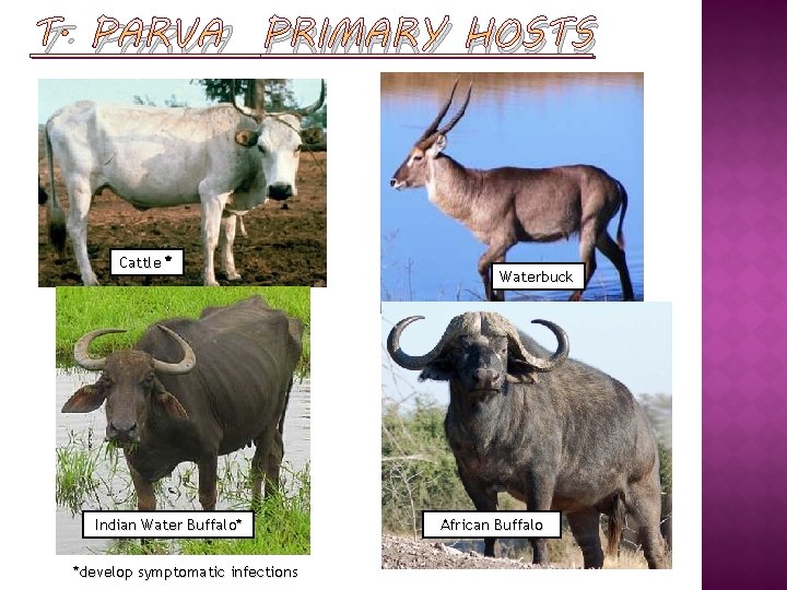 T. PARVA PRIMARY HOSTS Cattle * Indian Water Buffalo* *develop symptomatic infections Waterbuck African