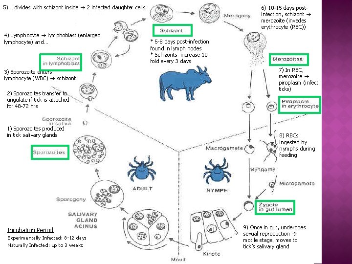 5) …divides with schizont inside 2 infected daughter cells 4) Lymphocyte lymphoblast (enlarged lymphocyte)