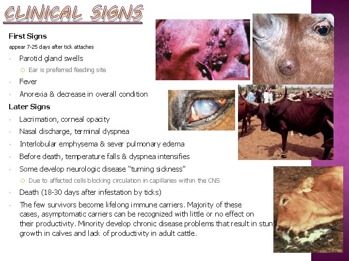 CLINICAL SIGNS First Signs appear 7 -25 days after tick attaches Parotid gland swells