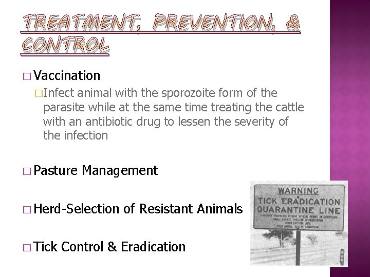 TREATMENT, PREVENTION, & CONTROL � Vaccination �Infect animal with the sporozoite form of the