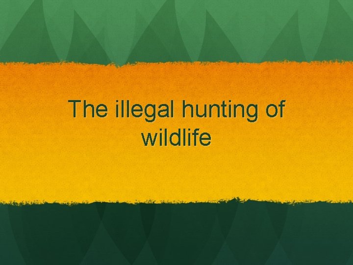 The illegal hunting of wildlife 