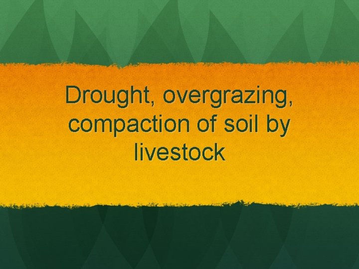 Drought, overgrazing, compaction of soil by livestock 