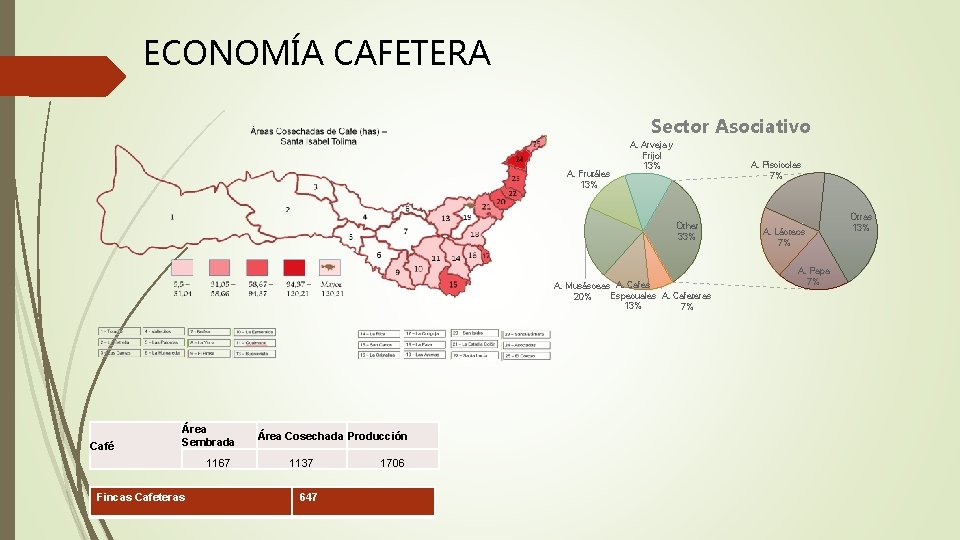 ECONOMÍA CAFETERA Sector Asociativo A. Frutáles 13% A. Arveja y Frijol 13% A. Piscicolas