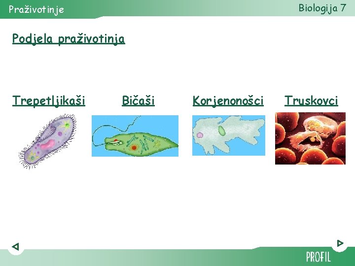 Biologija 7 Praživotinje Podjela praživotinja Trepetljikaši Bičaši Korjenonošci Truskovci 