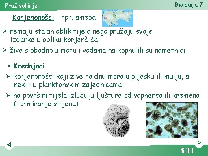 Biologija 7 Praživotinje Korjenonošci npr. ameba Ø nemaju stalan oblik tijela nego pružaju svoje