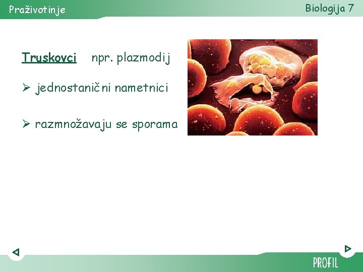 Biologija 7 Praživotinje Truskovci npr. plazmodij Ø jednostanični nametnici Ø razmnožavaju se sporama 