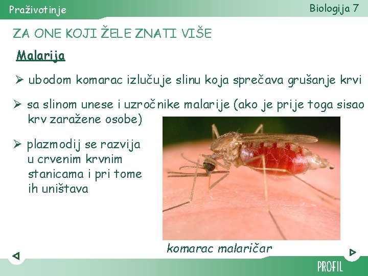 Biologija 7 Praživotinje ZA ONE KOJI ŽELE ZNATI VIŠE Malarija Ø ubodom komarac izlučuje