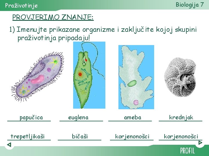 Biologija 7 Praživotinje PROVJERIMO ZNANJE: 1) Imenujte prikazane organizme i zaključite kojoj skupini praživotinja