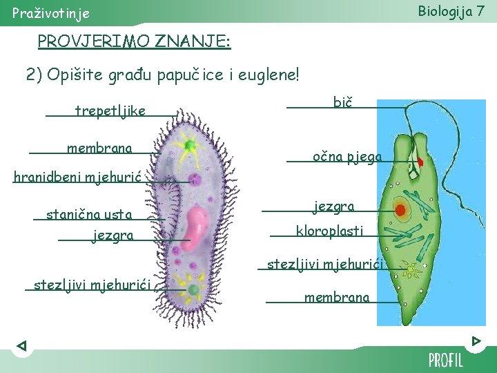 Biologija 7 Praživotinje PROVJERIMO ZNANJE: 2) Opišite građu papučice i euglene! trepetljike membrana bič