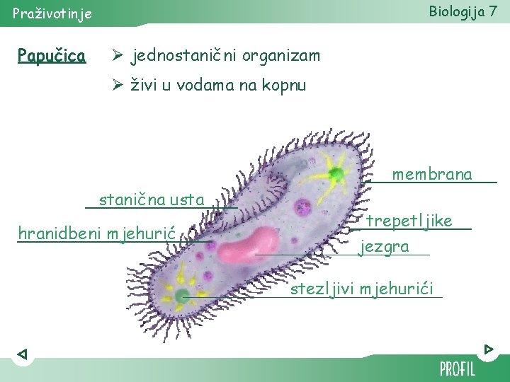 Biologija 7 Praživotinje Papučica Ø jednostanični organizam Ø živi u vodama na kopnu membrana