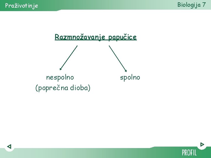 Biologija 7 Praživotinje Razmnožavanje papučice nespolno (poprečna dioba) spolno 