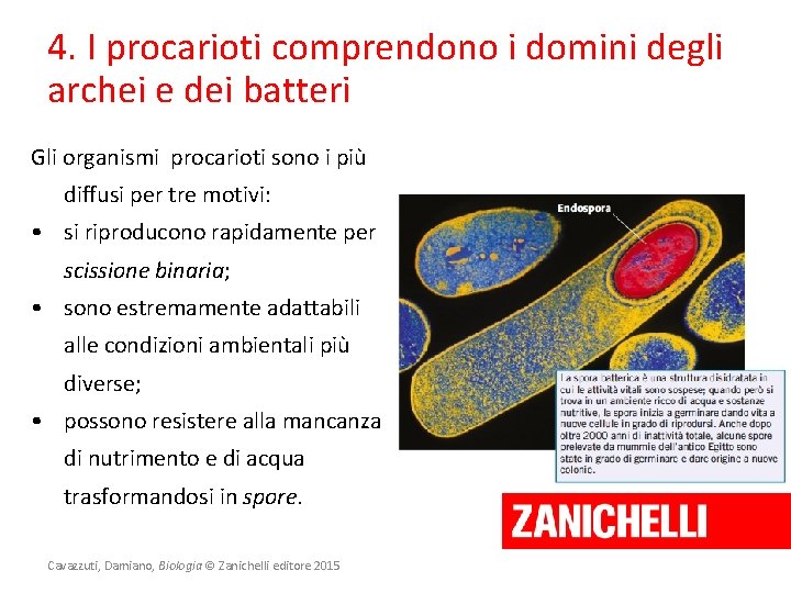 4. I procarioti comprendono i domini degli archei e dei batteri Gli organismi procarioti