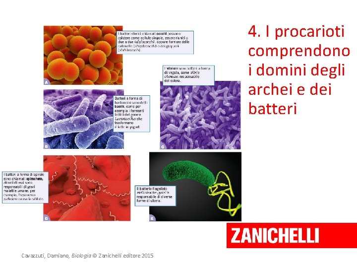 4. I procarioti comprendono i domini degli archei e dei batteri Cavazzuti, Damiano, Biologia
