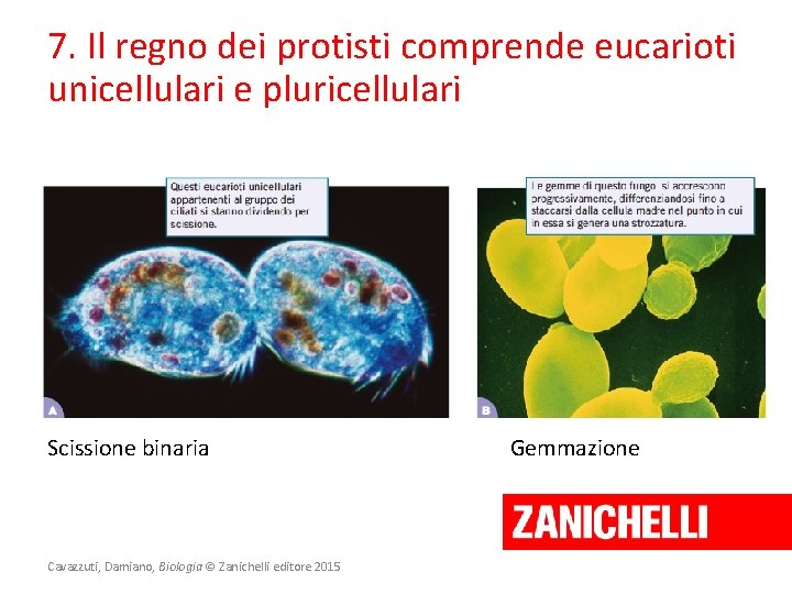 7. Il regno dei protisti comprende eucarioti unicellulari e pluricellulari Scissione binaria Cavazzuti, Damiano,