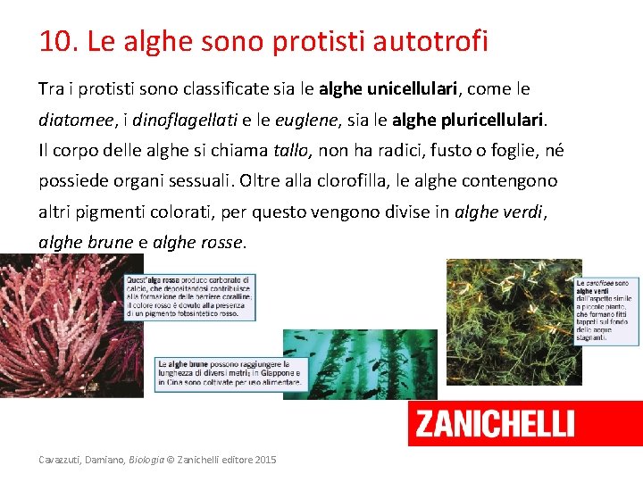 10. Le alghe sono protisti autotrofi Tra i protisti sono classificate sia le alghe