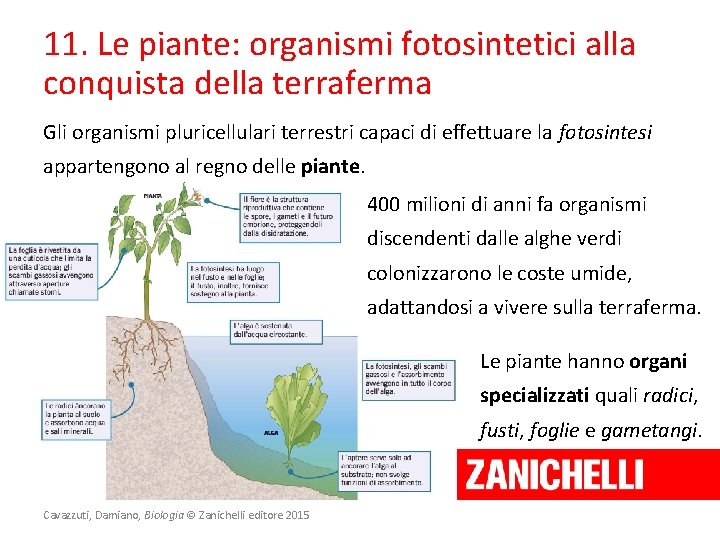 11. Le piante: organismi fotosintetici alla conquista della terraferma Gli organismi pluricellulari terrestri capaci