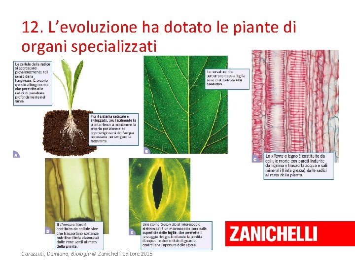 12. L’evoluzione ha dotato le piante di organi specializzati Cavazzuti, Damiano, Biologia © Zanichelli