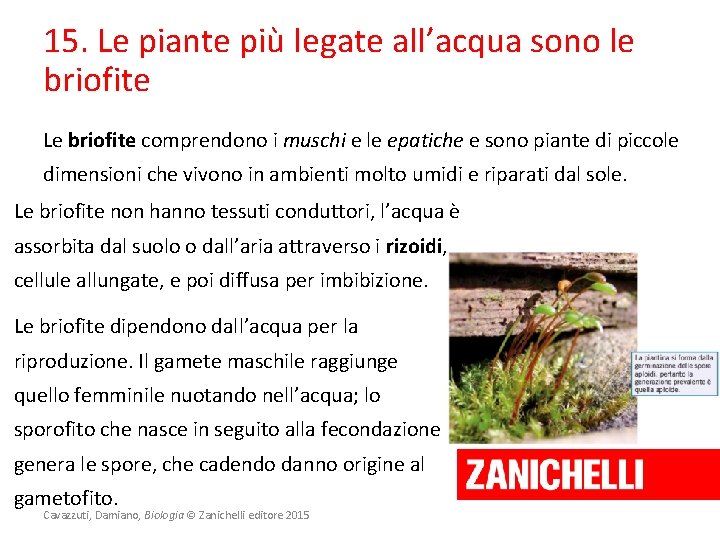 15. Le piante più legate all’acqua sono le briofite Le briofite comprendono i muschi