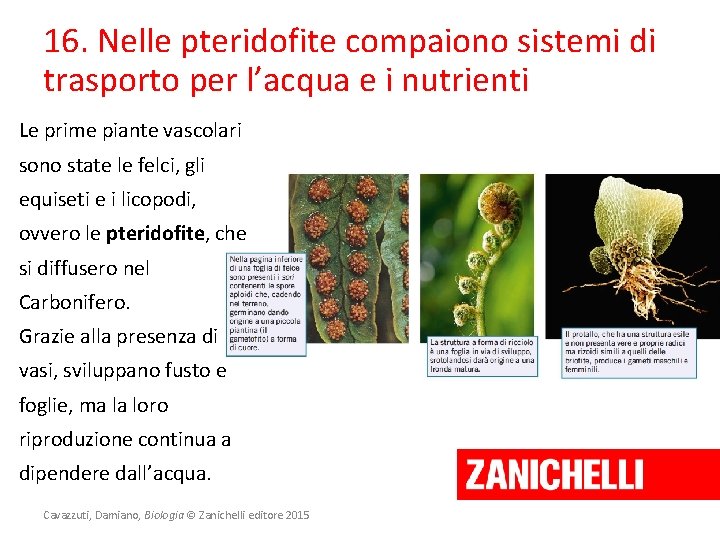 16. Nelle pteridofite compaiono sistemi di trasporto per l’acqua e i nutrienti Le prime