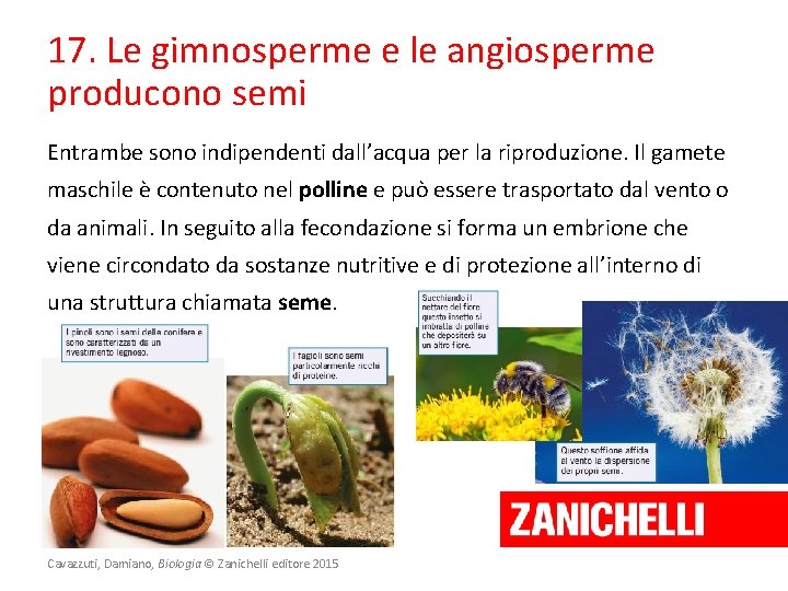 17. Le gimnosperme e le angiosperme producono semi Entrambe sono indipendenti dall’acqua per la