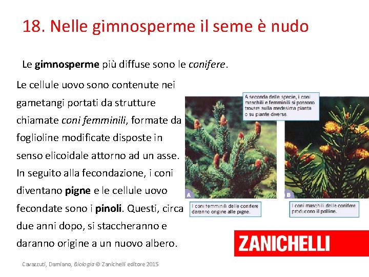 18. Nelle gimnosperme il seme è nudo Le gimnosperme più diffuse sono le conifere.