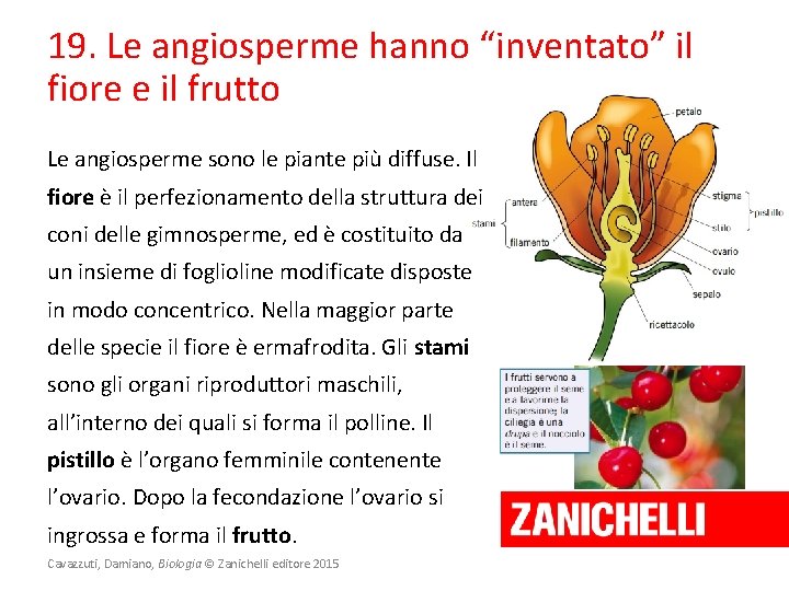 19. Le angiosperme hanno “inventato” il fiore e il frutto Le angiosperme sono le