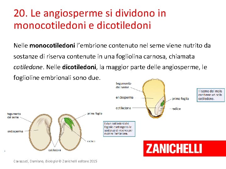 20. Le angiosperme si dividono in monocotiledoni e dicotiledoni Nelle monocotiledoni l’embrione contenuto nel