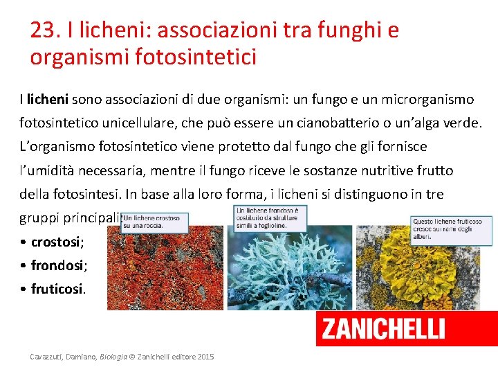 23. I licheni: associazioni tra funghi e organismi fotosintetici I licheni sono associazioni di
