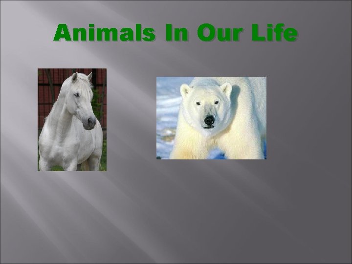 Animals In Our Life 