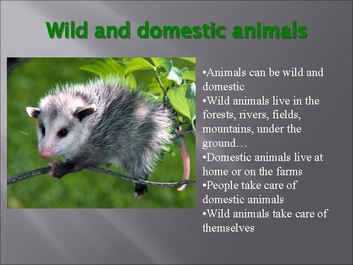 Wild and domestic animals • Animals can be wild and domestic • Wild animals
