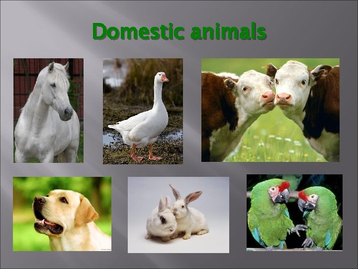 Domestic animals 