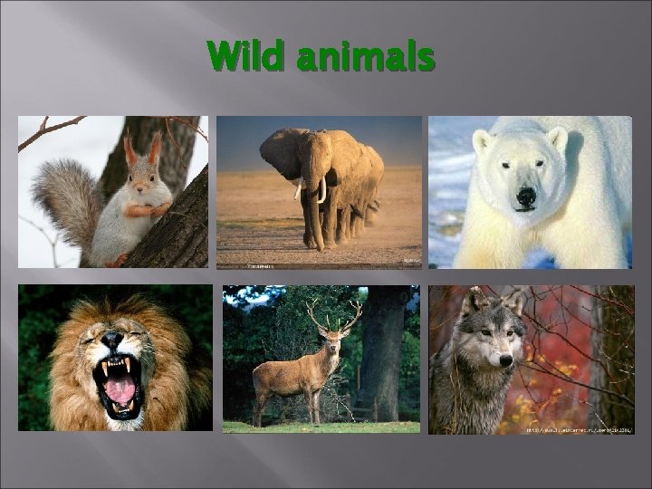 Wild animals 