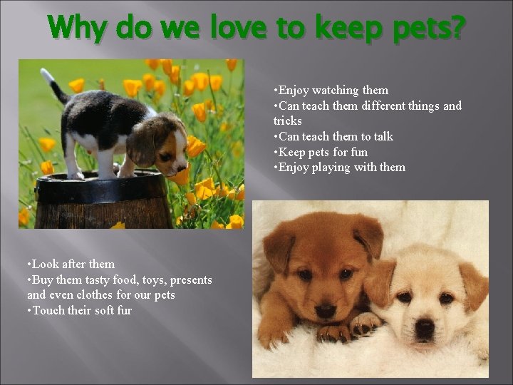 Why do we love to keep pets? • Enjoy watching them • Can teach