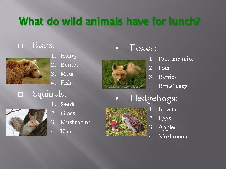 What do wild animals have for lunch? � Bears: 1. 2. 3. 4. �