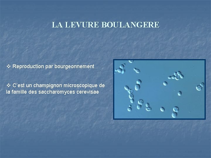 LA LEVURE BOULANGERE v Reproduction par bourgeonnement v C’est un champignon microscopique de la