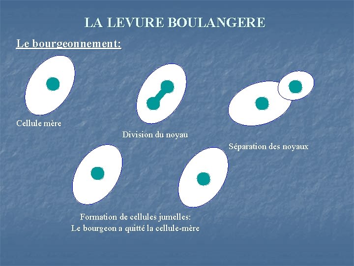 LA LEVURE BOULANGERE Le bourgeonnement: Cellule mère Division du noyau Séparation des noyaux Formation