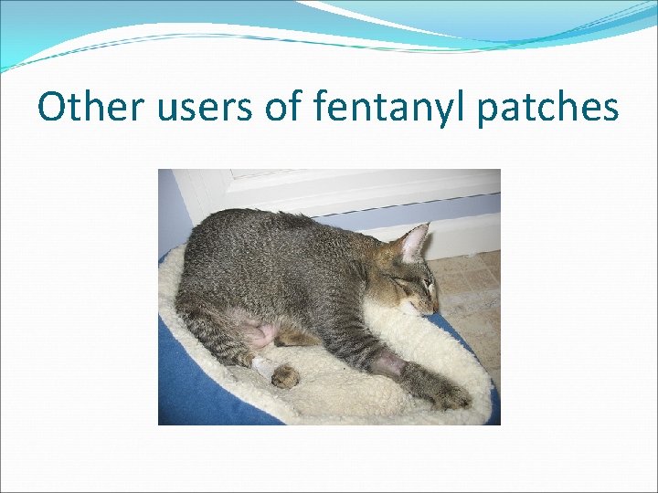 Other users of fentanyl patches 