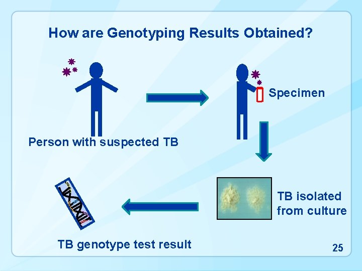 How are Genotyping Results Obtained? Specimen Person with suspected TB TB isolated from culture